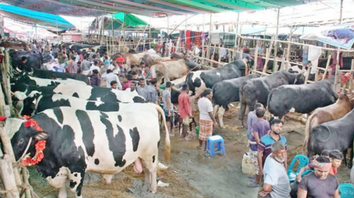 রাজধানীতে যেসব জায়গায় বসবে কোরবানির পশুর হাট রাজধানীতে যেসব জায়গায় বসবে কোরবানির পশুর হাট