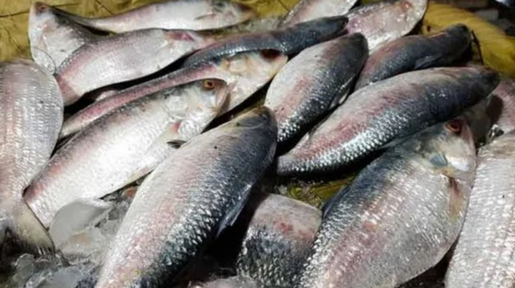 ৫০০ টাকা বাড়ল ইলিশের দাম ৫০০ টাকা বাড়ল ইলিশের দাম
