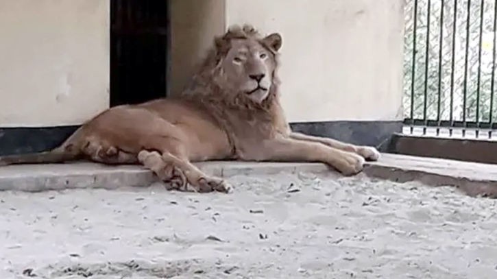 মিরপুর চিড়িয়াখানার খাঁচা থেকে বেরিয়ে গেল সিংহ