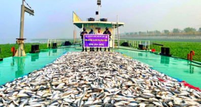 গজারিয়ায় কোস্ট গার্ডের অভিযানে ৪৩ লক্ষ টাকার জাটকা জব্দ! গজারিয়ায় কোস্ট গার্ডের অভিযানে ৪৩ লক্ষ টাকার জাটকা জব্দ!