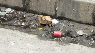 এনসিপির কার্যালয়ের সামনে অবিস্ফোরিত ‘ককটেল’