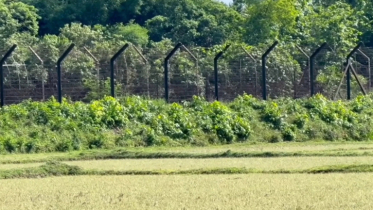 ফেনী সীমান্তে বিএসএফের গুলিতে বাংলাদেশি নিহত,