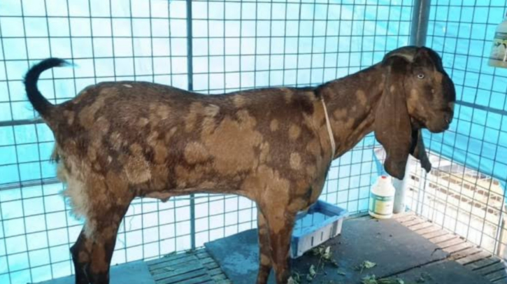 ছাগলকাণ্ডের ছাগলটি এখনও আছে, বিলানো হতে পারে দরিদ্রদের মাঝে! ছাগলকাণ্ডের ছাগলটি এখনও আছে, বিলানো হতে পারে দরিদ্রদের মাঝে!