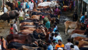 দামে হার, বাজারে ভার—বিপাকে খামারি