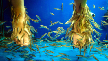 ফিশ স্পা করাতে গিয়ে পায়ের সব আঙুল হারালেন নারী! ফিশ স্পা করাতে গিয়ে পায়ের সব আঙুল হারালেন নারী!