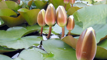 ইসির প্রতীক তালিকায় যুক্ত হলো ‘শাপলা কলি’