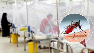 ডেঙ্গুতে আরও ৩ জনের মৃত্যু, শনাক্ত ছাড়ালো ৫০ হাজার