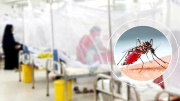 চলতি বছর ডেঙ্গুতে মৃত্যু আড়াইশ ছাড়াল
