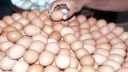 বিশ্ব ডিম দিবস আজ