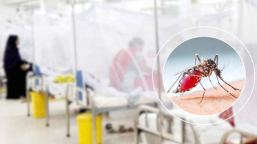 ডেঙ্গুতে আরও দুইজনের মৃত্যু, নতুন শনাক্ত ৩৬৪