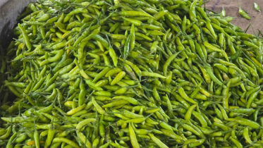 হিলি দিয়ে কাঁচামরিচ আমদানি শুরু