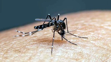 ডেঙ্গুতে ২৪ ঘণ্টায় ৫ মৃত্যু, হাসপাতালে ভর্তি ৮৩৯