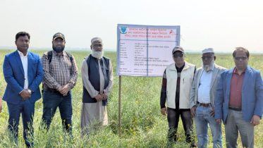 বাকৃবির গবেষণা -হাওরে সরিষা চাষে নতুন সম্ভাবনা