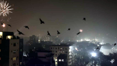 আতশবাজির শব্দে আতঙ্কিত নীড়হারা পাখিরা