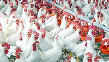 পোল্ট্রি উন্নয়নের খসড়া নীতিমালা নিয়ে খাত সংশ্লিষ্টদের উদ্বেগ পোল্ট্রি উন্নয়নের খসড়া নীতিমালা নিয়ে খাত সংশ্লিষ্টদের উদ্বেগ
