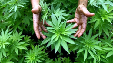 দেশে গাঁজা সেবনকারীর সংখ্যা প্রায় ৬১ লাখ