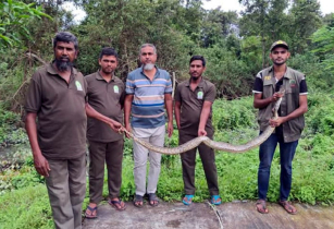 সুন্দরবনের লোকালয়ে অজগরের হানা: বন থেকে উদ্ধার করে পুনরায় অবমুক্ত