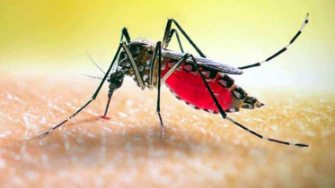 দেশে ২৪ ঘণ্টায় ডেঙ্গুতে আরও ৫ জনের মৃত্যু