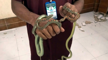 ডিআইজির কার্যালয়ে প্রবেশ করেছিল এক জোড়া কালনাগিনী