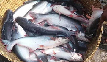 বাজেটে দাম বাড়বে পাঙ্গাস মাছের