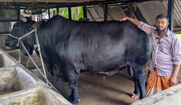 খালেদা জিয়াকে গরু উপহার দেওয়া সেই সোহাগ গ্রেপ্তার খালেদা জিয়াকে গরু উপহার দেওয়া সেই সোহাগ গ্রেপ্তার