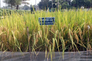 আমন মৌসুমে ব্লাস্ট প্রতিরোধী ও সুগন্ধি দুই জাতের উদ্ভাবন