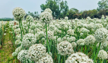 কালো সোনাখ্যাত পেঁয়াজ বীজ চাষে সাফল্যর সম্ভাবনা