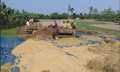 উত্তরাঞ্চলে আগাম আমন ধান কাটা শুরু, কৃষকের মুখে হাসি