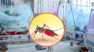 ডেঙ্গুতে আরও ৬ মৃত্যু, হাসপাতালে ভর্তি ১ হাজার ৬৫৫