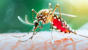 ডেঙ্গুতে ২৪ ঘণ্টায় ৬ মৃত্যু, হাসপাতালে ভর্তি ১,৫৯৩
