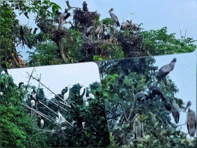 দুই দশক ধরে পরিযায়ী পাখির নিরাপদ আশ্রয় পঞ্চগড়ের নাজিরপাড়া